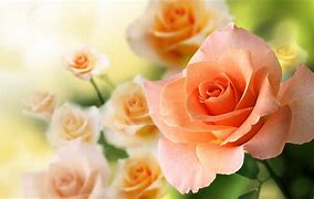 Image result for Peach and Pink Flowers