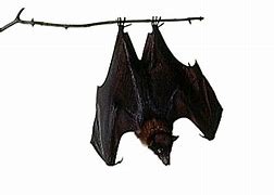 Image result for Realistic Bat Clip Art