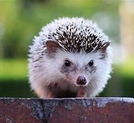 Image result for A Pet Hedgehog