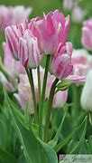 Image result for Tulipa Wonder Club