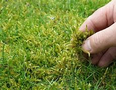 Image result for Brown Moss Like in Lawn