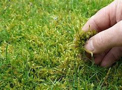Image result for Blackish to Green Moss