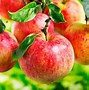 Image result for Honeycrisp Apple Fruit