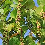 Image result for Sea Grapes Edible