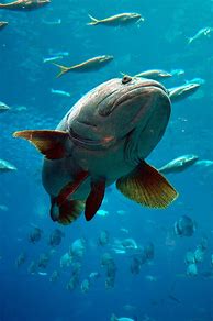Image result for Tropical fish