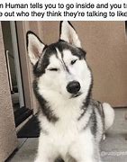 Image result for Excited Husky Meme