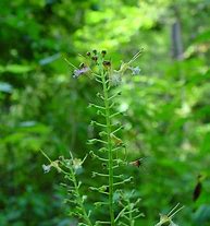 Image result for Collinsonia canadensis