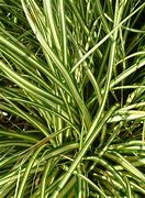 Image result for Carex oshimensis Evergold