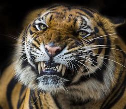 Image result for Tiger Ready to Kill