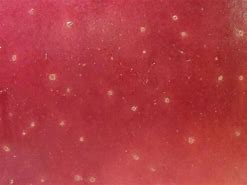 Image result for Fortnite Apfel Skin