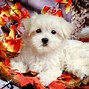 Image result for Cute Puppy Pictures Wallpaper