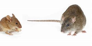 Image result for Are Mice Rats