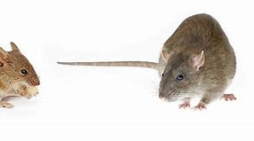 Image result for Rat and Mouse Comparison
