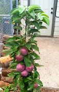 Image result for No Branch On Apple Tree