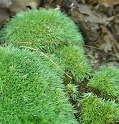 Image result for Pincushon Moss