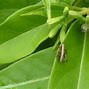 Image result for Cricket Nymph