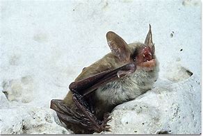 Image result for Northern Long Ear Bat