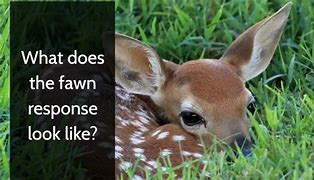 Image result for Fawn Response Quotes