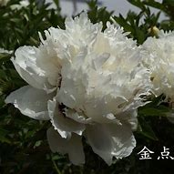 Image result for Paeonia rockii Yan Wei Bai