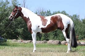 Image result for Tobiano Paint Horse