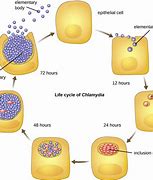 Image result for Chlamydia Trachomatis Gram Stain