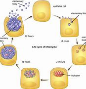 Image result for Bacterium Chlamydia Trachomatis