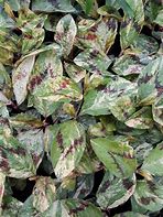 Image result for Persicaria virginiana Painters Palette