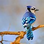 Image result for Blue Jay Bird Nest
