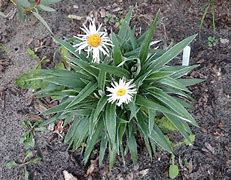 Image result for Celmisia bellidioides