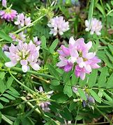 Image result for Crown Vetch Seed