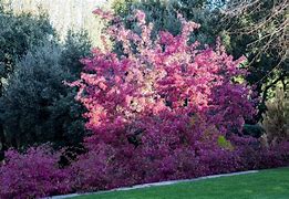 Image result for Malus Courtarou