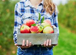 Image result for Chicago Apple-Picking