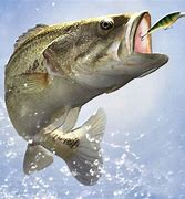 Image result for Bass Fishing Wallpaper Desktop