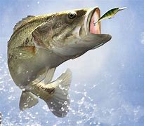 Image result for Bass Fishing Wallpaper Desktop