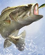 Image result for Bass Fish Pics