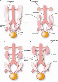 Image result for Human Embryonic Kidney