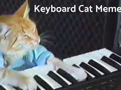 Image result for Cat Sitting On Keyboard Meme