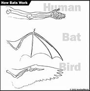 Image result for Human Bat Wings