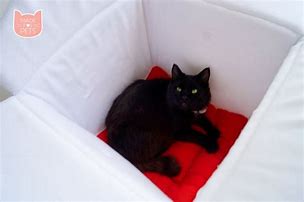 Image result for Cat in Take Out Chinese Box