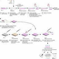 Image result for Phoenix ECO Cells