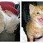 Image result for Crazy Happy Face Cat