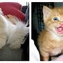 Image result for Sly Face Cat Smile