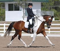 Image result for Paint Horse Dressage