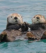 Image result for Sea Otter Love