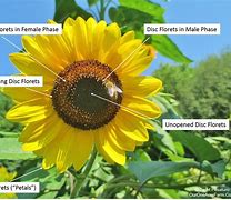 Image result for Sunflower From Seed