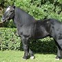 Image result for Black Horse Color