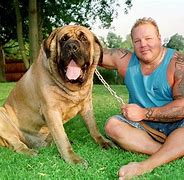 Image result for Biggest Dog in History