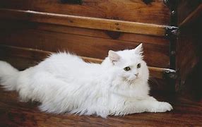 Image result for Fluffy White Cat-Back View