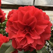 Image result for Camellia japonica Satsuma Kurenai