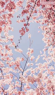 Image result for Blossom Tree Phone Wallpaper